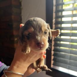 Milo - Dapple male Dachshund puppy in El Cajon, California from Lisa Buxton