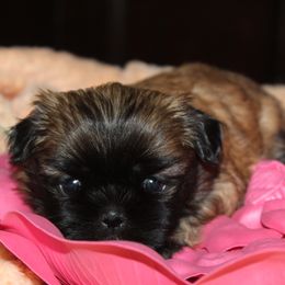 Girl1 - Liver female Shih Tzu puppy in Puyallup, Washington from Sugar and Spice Shih Tzu
