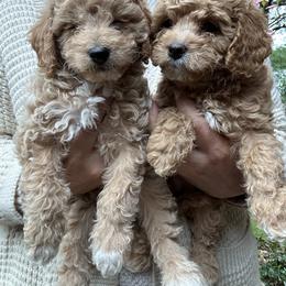 Bernedoodle, Cavapoochon, Goldendoodle, and Spanish Water Dog Puppies from PitterPatterPuppiesNJ