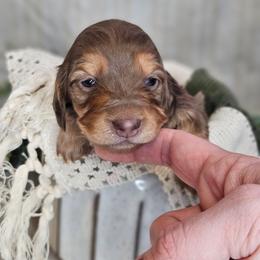Nala - Dapple female Dachshund puppy in Anaconda, Montana from Montana Country Dachshunds