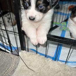 Miniature Australian Shepherd Puppies from Amberwood DD Aussies