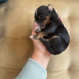 1 - Tri-color male Bernedoodle puppy in Huntington Beach, California from The Canine Society