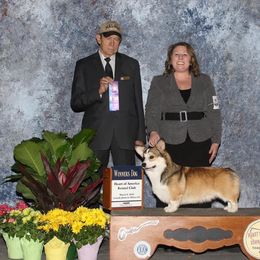 Mick - Pembroke Welsh Corgi
