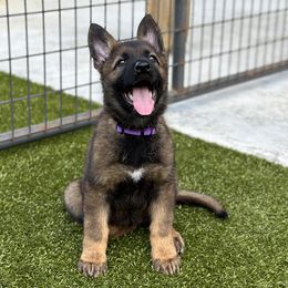 German Shepherd Puppies from 7OaksK9