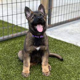 German Shepherd Puppies from 7OaksK9