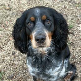 Millie - English Springer Spaniel