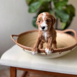 Eros - Red  male Goldendoodle puppy in San Jose, California from Doodle Amore