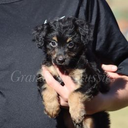 Aston - Black phantom female Aussiedoodle puppy in Weatherford, Texas from Grand Ole Aussies