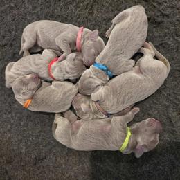 Orange Girl - Silver gray female Weimaraner puppy in Alexandria, Virginia from Silvr Galaxy Weimaraners