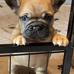 French Bulldog Puppies from De-Jon Frenchies