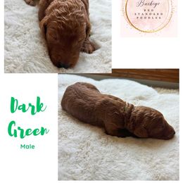 Dark Green - Male - Red  male Poodle puppy in Lima, Ohio from Buckeye Red Standard Poodles
