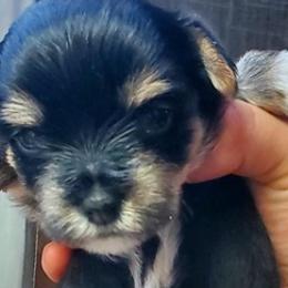 Yorkshire Terriers from Willow Grove Yorkie