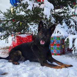 Boy 1 - Sable male German Shepherd puppy in Newburyport, Massachusetts from Runchkin Hill K9