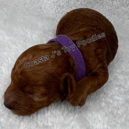 Poodle Puppies from Coasta J’s Toy Poodles