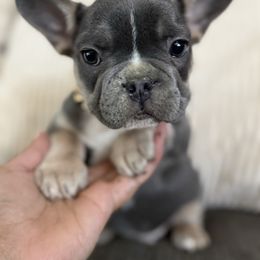 King George - Tricolors male French Bulldog puppy in Rio Rancho, New Mexico from Aztec Lace Frenchies
