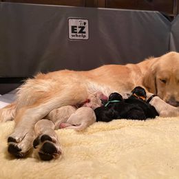Goldendoodle Puppies from Goldieluxe Farms