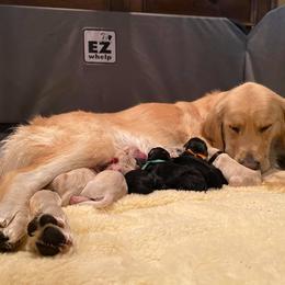 Goldendoodle Puppies from Goldieluxe Farms