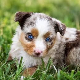 Dixie - Red merle female Miniature Australian Shepherd puppy in Lowgap, North Carolina from Baileys Mini Aussies