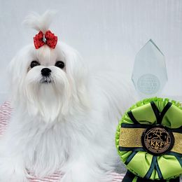 GREER - Maltese