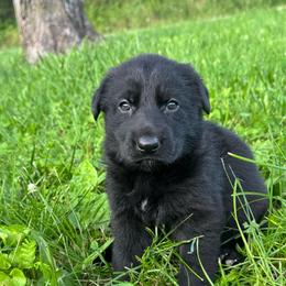 Beatrice - Black female German Shepherd puppy in Marshfield, Missouri from Benton K-9 Breeding