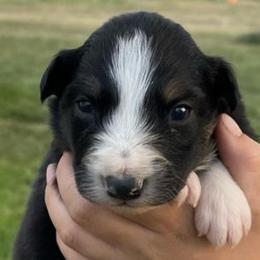 Australian Shepherds from Brush Creek Puppies
