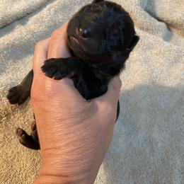 Teal collar boy - Black and tan male German Shepherd puppy in Coleta, Illinois from Four Leaf Farm- Vom Vierblättriges Bauernhof