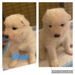 Samoyed Puppies from Sweet T's