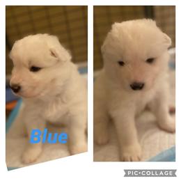 Samoyed Puppies from Sweet T's