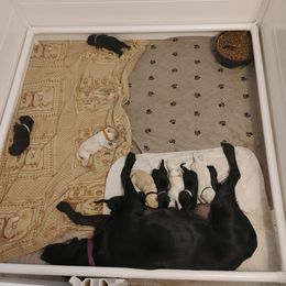 Labrador Retriever puppies from Bacres Kennels