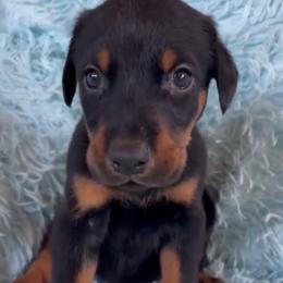 Boy 3 - male Doberman Pinscher puppy in Centralia, Missouri from TopSpots Farm