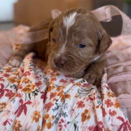 Soleil - Red  female Goldendoodle puppy in Gilbert, Arizona from Sunny Doodles