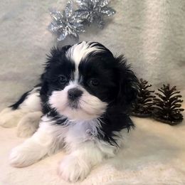 Boy 2 - Black and white male Shih Tzu puppy in Bishop, California from Shih Tzu G-ma