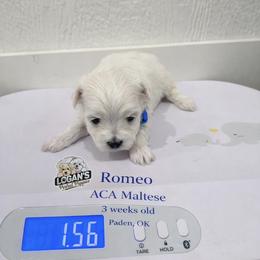 Romeo - White male Maltese puppy in Paden, Oklahoma from Logan's Perfect Puppies