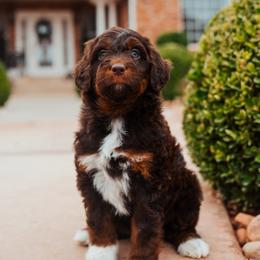 Aussiedoodle, Cavapoo, and Miniature American Shepherd Puppies from Maddilyn Dennett