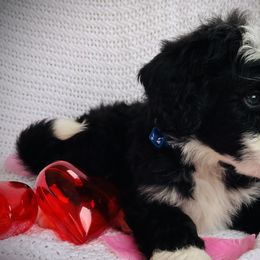 Boy 3 - Black and white Bernedoodle puppy in Jamestown, Tennessee from Yellow Cliff Doodles