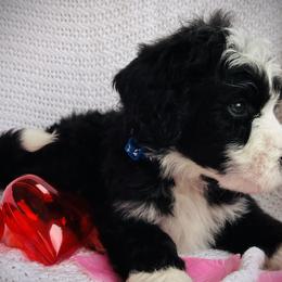 Boy 3 - Black and white Bernedoodle puppy in Jamestown, Tennessee from Yellow Cliff Doodles