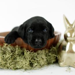 Jet - Black male Labrador Retriever puppy in Allons, Tennessee from UC Labradors LLC
