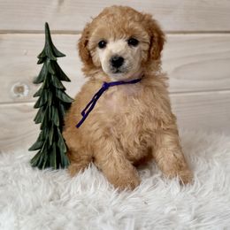 Girl 1 - female Poodle puppy in Pentwater, Michigan from Dumaw Creeks Pups