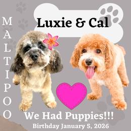 Maltipoo puppies from Toy Poodle & Maltipoo Maui