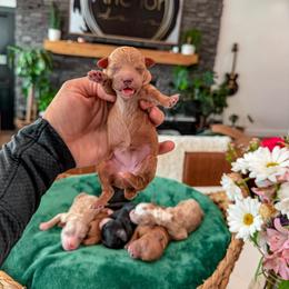 Bernedoodle, Cavapoo, Cavapoochon, Goldendoodle, Poodle, and Yorkipoo Puppies from Anchor Dogs