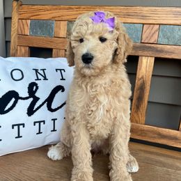 Purple Girl - Red  female Poodle puppy in Mc Bain, Michigan from The Dog House