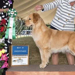 Golden Retrievers from Gaia Goldens