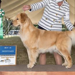 Golden Retrievers from Gaia Goldens