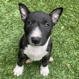 Miniature Bull Terriers from Triumph Miniature Bull Terriers