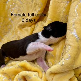 Girl 1 - female Great Dane puppy in Lake View, New York from North Park Great Danes