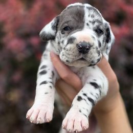 Peaches - Harlequin female Great Dane puppy in Albany, Oregon from Red Cloud Australian Shepherds and DeGray Great Danes & Bulldogs