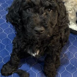 Goldendoodle Puppies from AZ Stickerdoodles