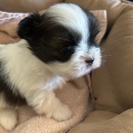 Sarah - Liver and white female Shih Tzu puppy in Azusa, California from RJ Shih Tzu lover