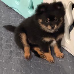 Sassy's girl - Black and tan female Pomeranian puppy in Decatur, Iowa from Lisa Greenhalgh