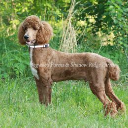 Kenten - Poodle